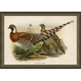 Gould's Pheasents Giclee Print by Soicher Marin Archives