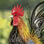 Statue de coq Auris