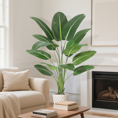 7.09cm Plant