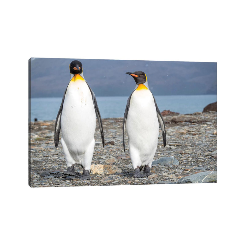 King Penguin Rookery In St. Andrews Bay. South Georgia Island by Martin Zwick - Wrapped Canvas Print