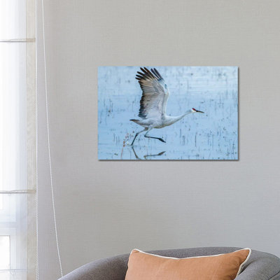USA, New Mexico, Bosque Del Apache National Wildlife Refuge. Sandhill crane taking flight. 1 Piece Wrapped Canvas Wall Art