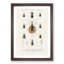 Beetle Illustrations PL.2 by Charles D'Orbigny - Single Picture Frame Print-55543927-55543922