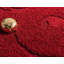 Tapis rouge sang Baynes-20250269-130905033