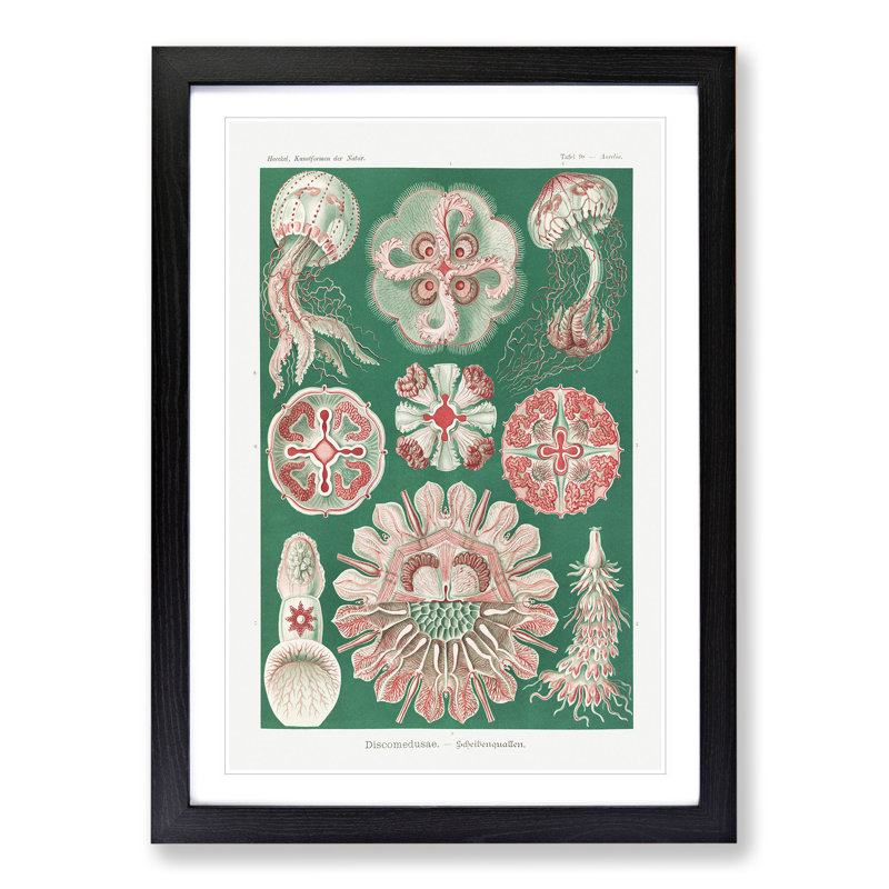 Discomedusae Jellyfish Vol.3 by Ernst Haeckel - Framed Print, 48cm H x 36cm W x 2cm D, Black Framed