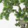 53" Artificial Pine Tree in Planter