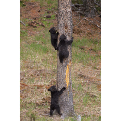 États-Unis, Wyoming, parc national de Yellowstone, trois oursons noirs qui grimpent à un pin, sous le nom de Don Grall / Jaynes Gallery