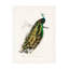 Œuvre sur toile, «Bachelo Charles Dessalines D Indian Peafowl»-105645607