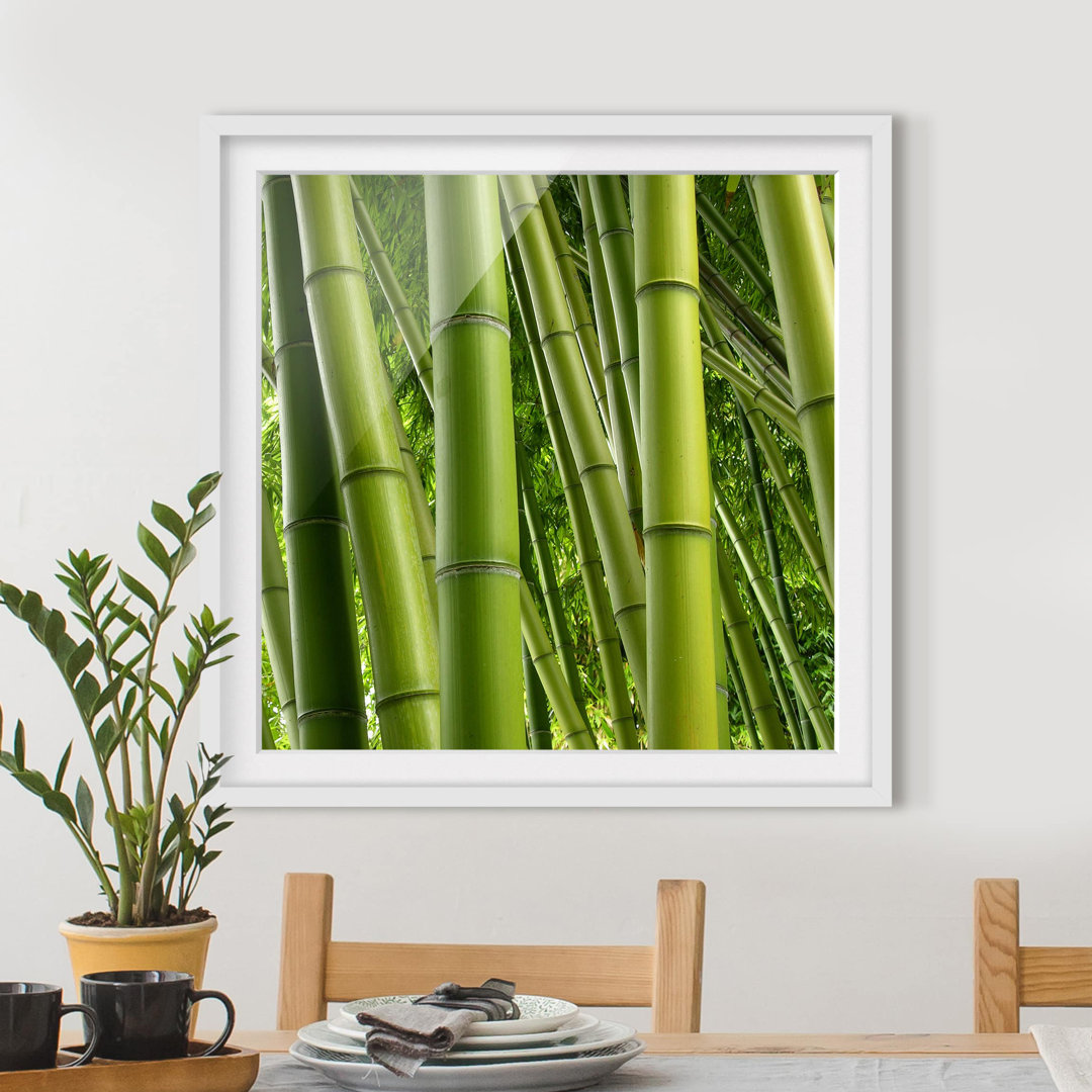 Gerahmtes Poster Bamboo Trees