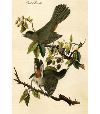 Oiseau chat-impression d’art graphique