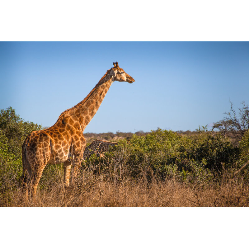 Giraffe by Mdmworks - Wrapped Canvas Print, 51cm H x 76cm W