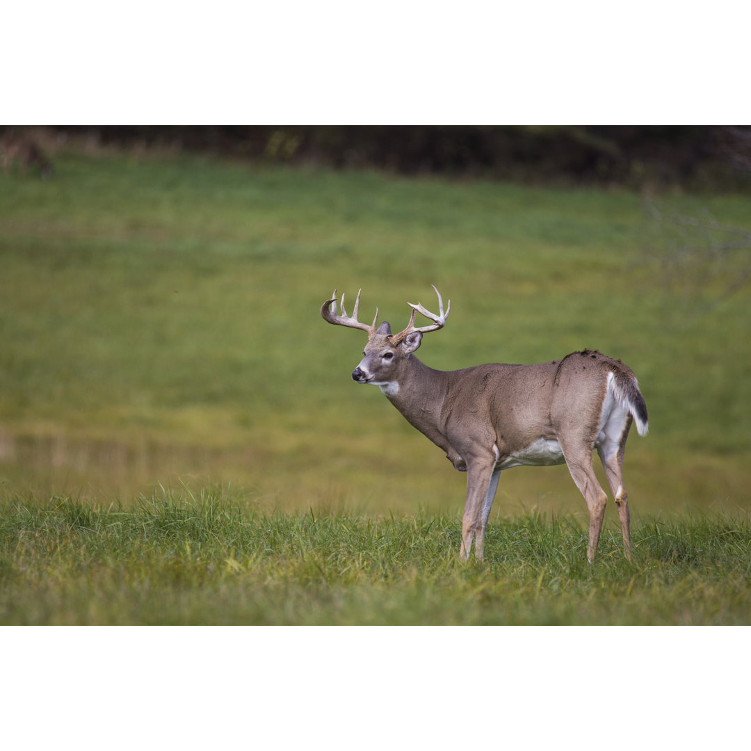 Leinwandbild White Tail Deer