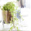 Porte-votives basilic-27845454