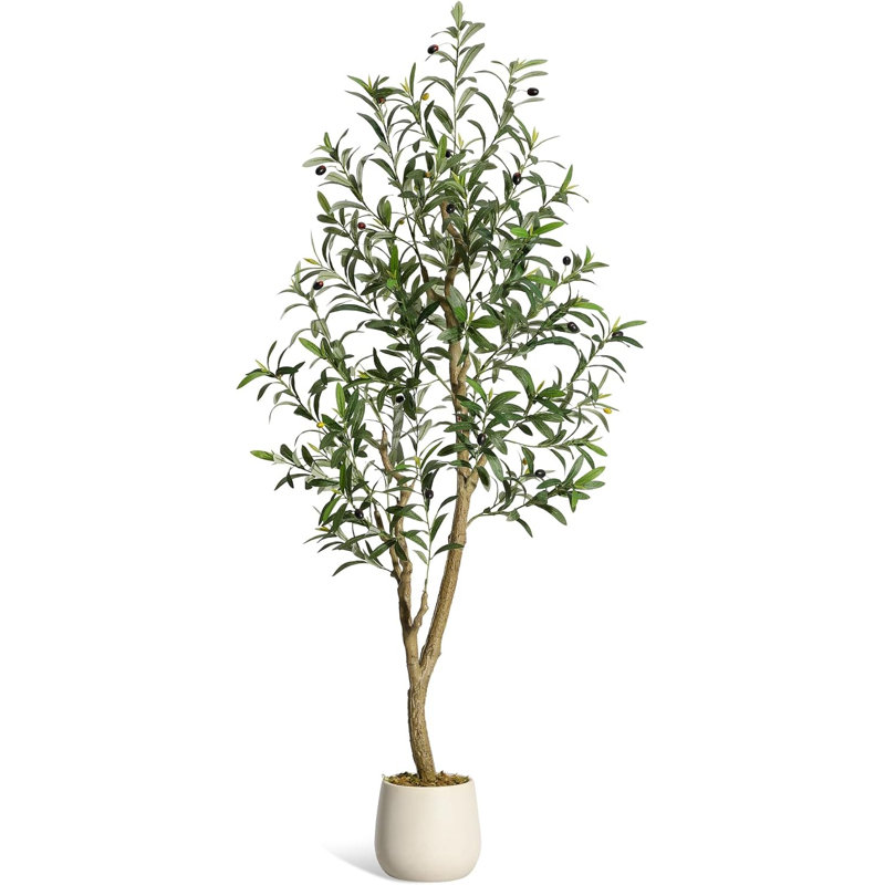 60cm Plant