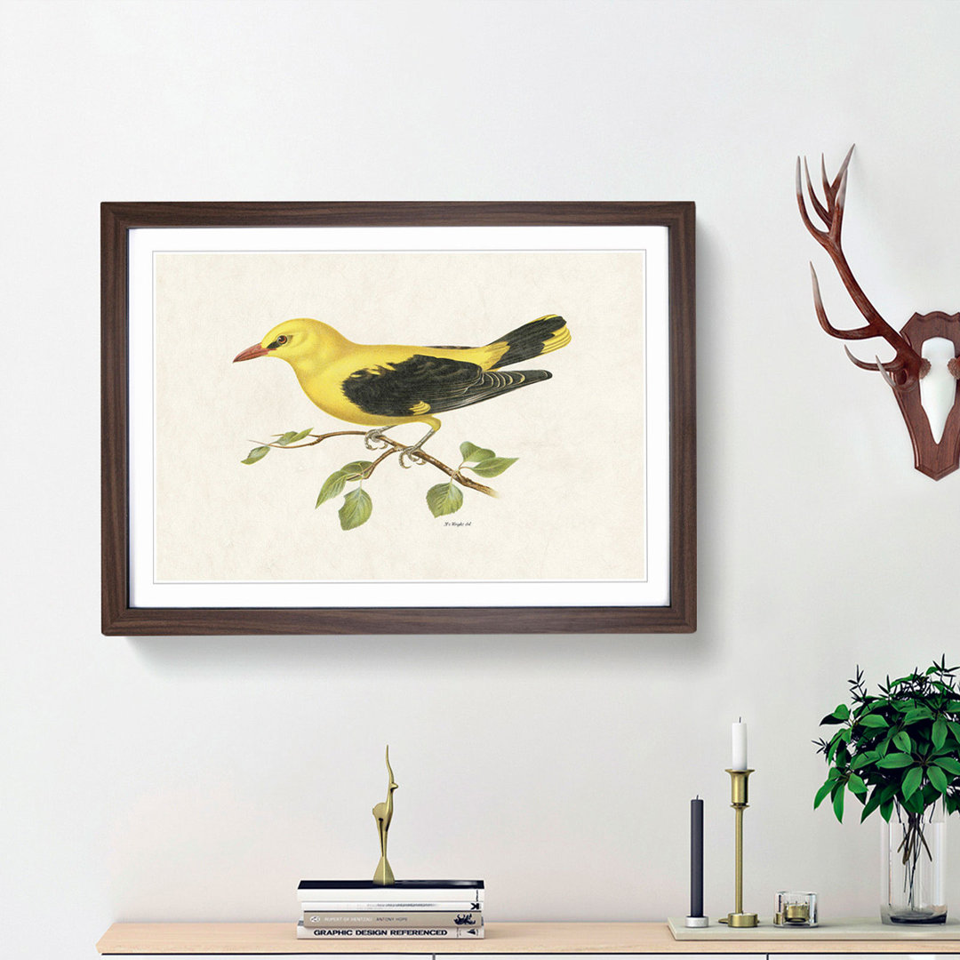 Eurasian Golden Oriole by Von Wright - Picture Frame Painting Print
