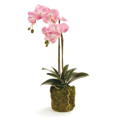 Conservatory Orchid Drop in Plant