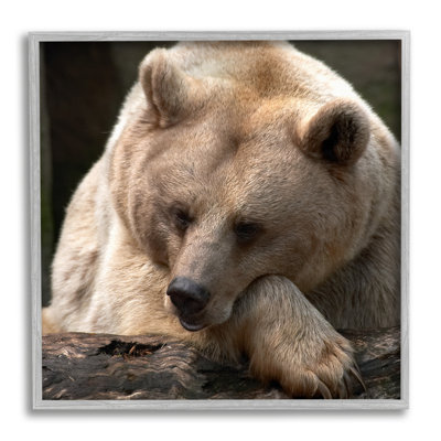 Brown Bear Forest Wildlife Framed On Wood by Danita Delimont Photograph -  Stupell Industries, au-826_gff_17x17