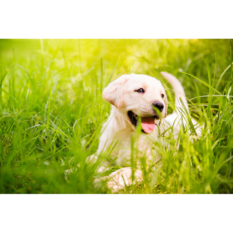 Labrador Puppy In The Grass by Wundervisuals - No Frame Print on Canvas, 81cm H x 122cm W