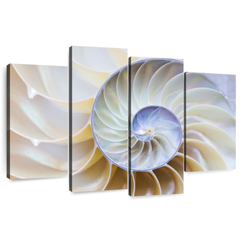 Empty Nautilus Shell, 27" H x 43" W