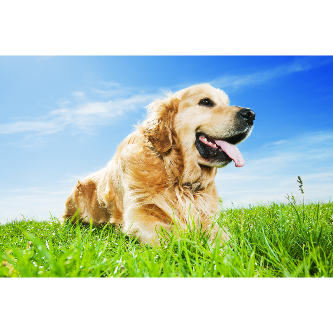 Niedlicher Golden Retriever Hund von Skynesher - Drucken