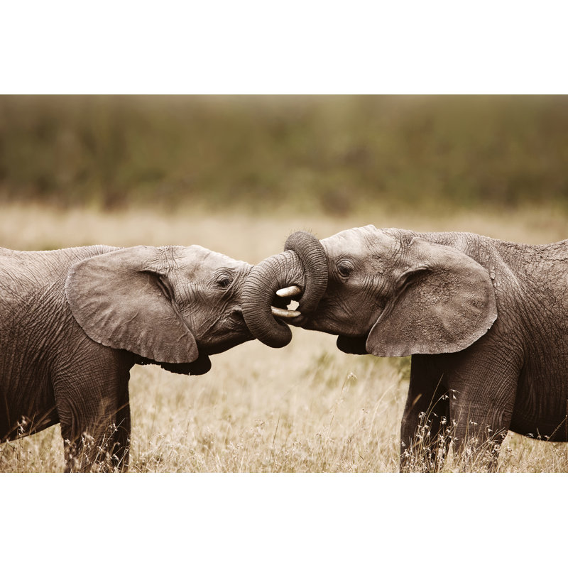 Elephants Touching Each Other Gently - Addo Elephant National Park by Sicha69 - Wrapped Canvas Print