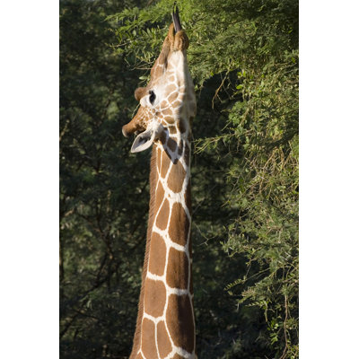 Girafe réticulée (Giraffa Camelerardalis Reticulata) par Rickochet