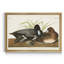 Scaup Duck - reproduction d'art sur toile-1857318966-1857318963