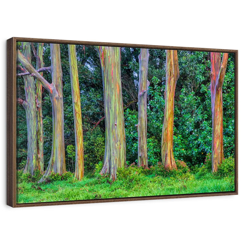 Eucalyptus arc-en-ciel, 46 po x 31 po, Cadre flottant en noyer