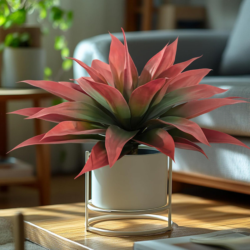 5.91cm Plant
