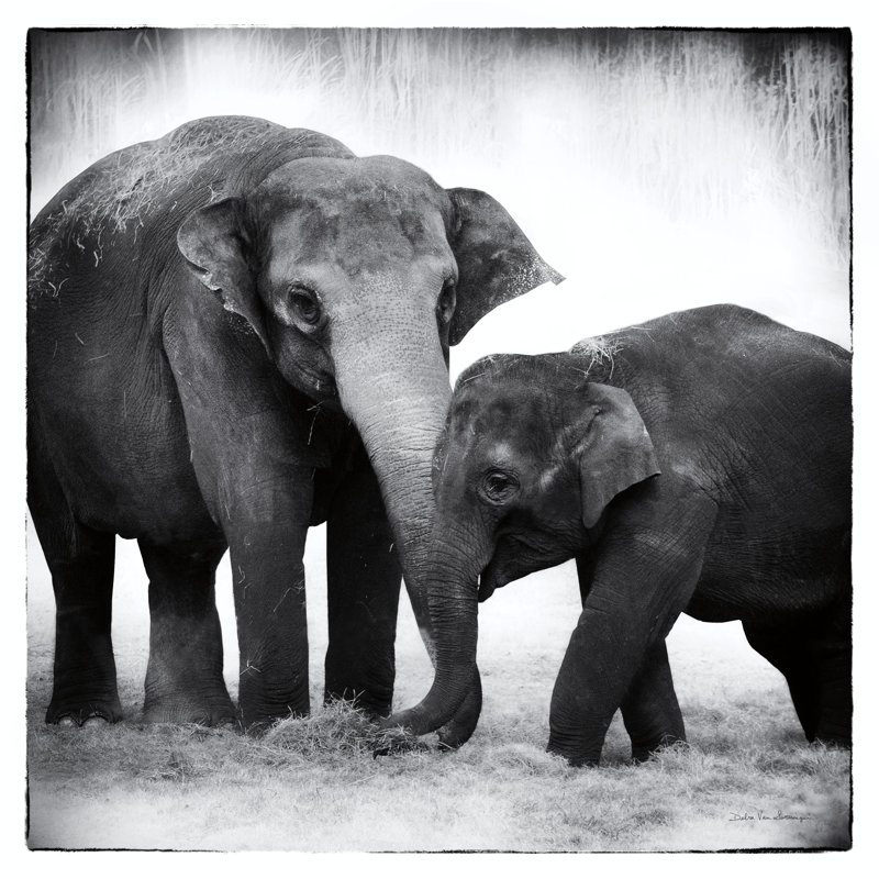 Éléphant III par Debra Van Swearingen - photographie, H 12 po x l 12 po, Non, Toile tendue