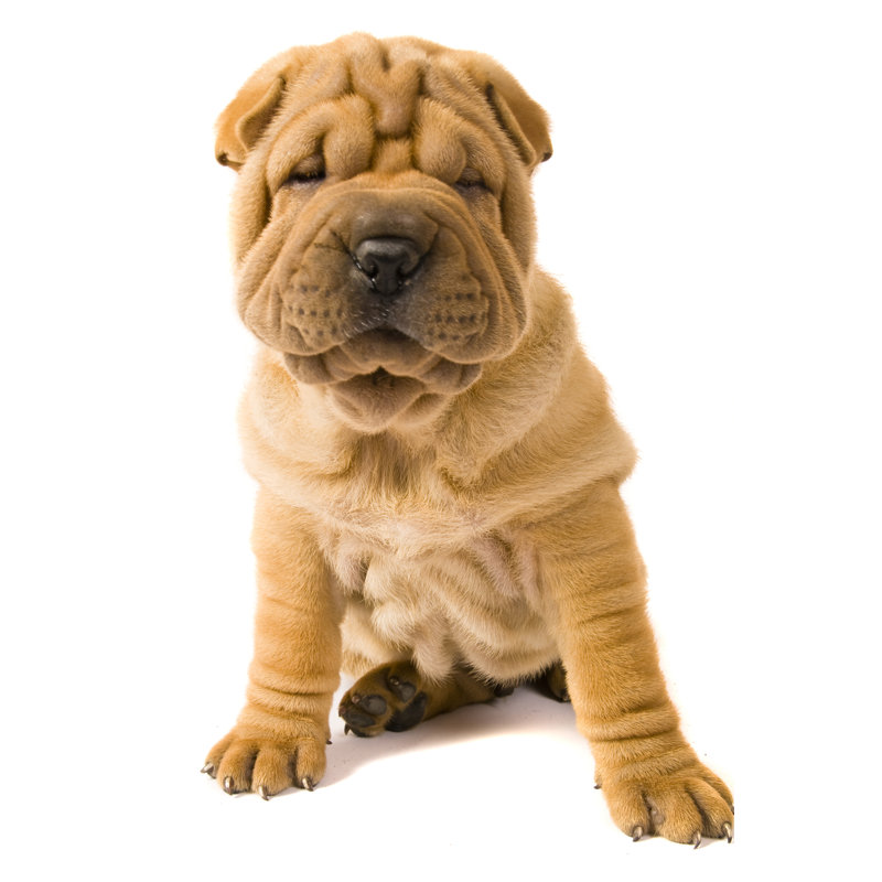 Sharpei Dog - Photographie sur toile tendue, H 36 po x l 24 po