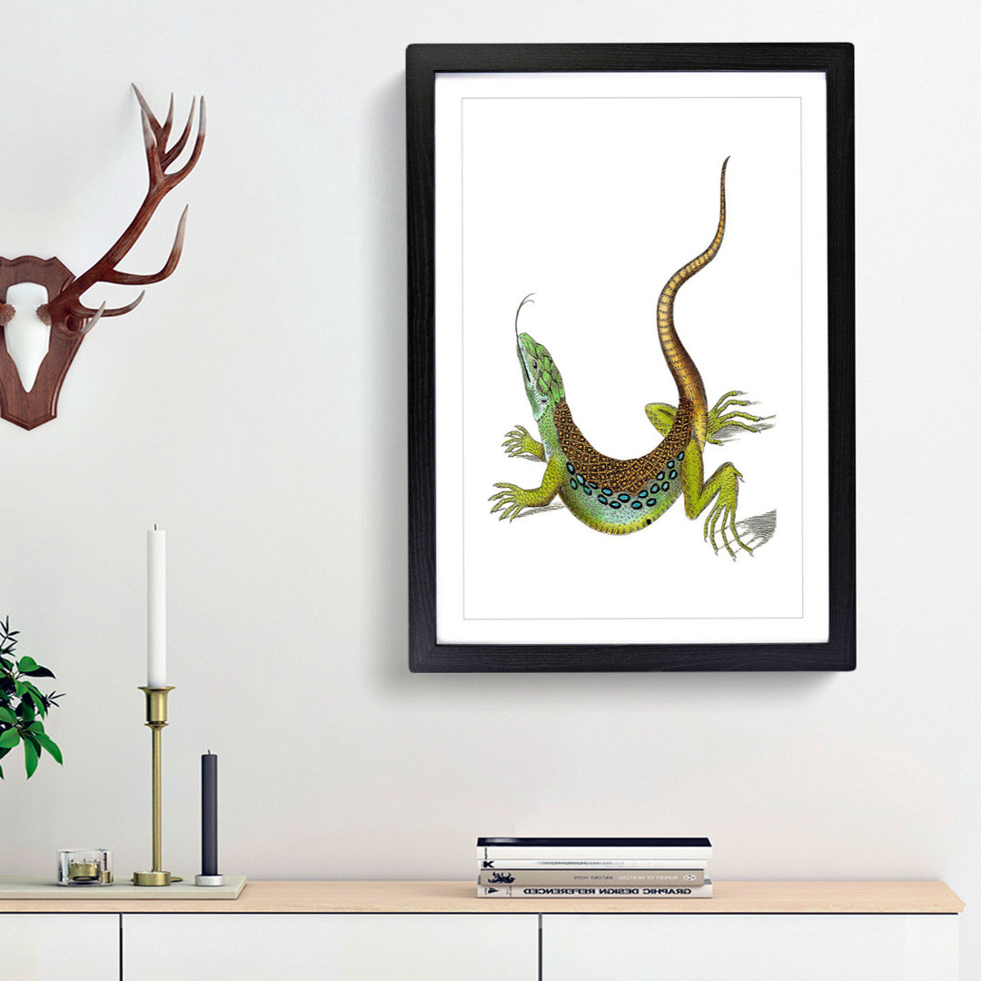 Great-Spotted Lizard by George Shaw - Framed Print