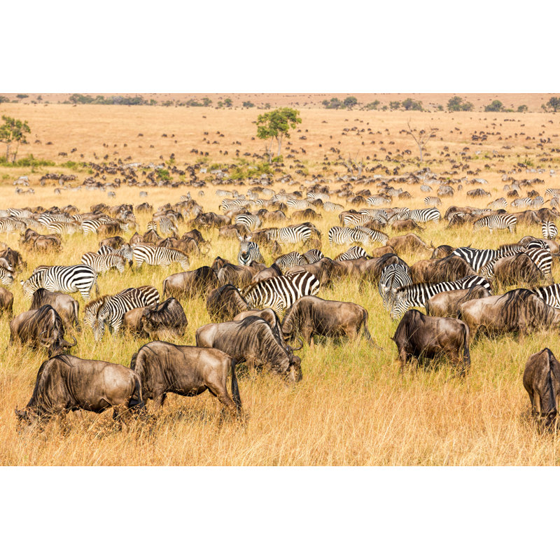 Wildebeests And Zebras by 1001slide - Wrapped Canvas Print, 20cm H x 30cm W x 3.8cm D