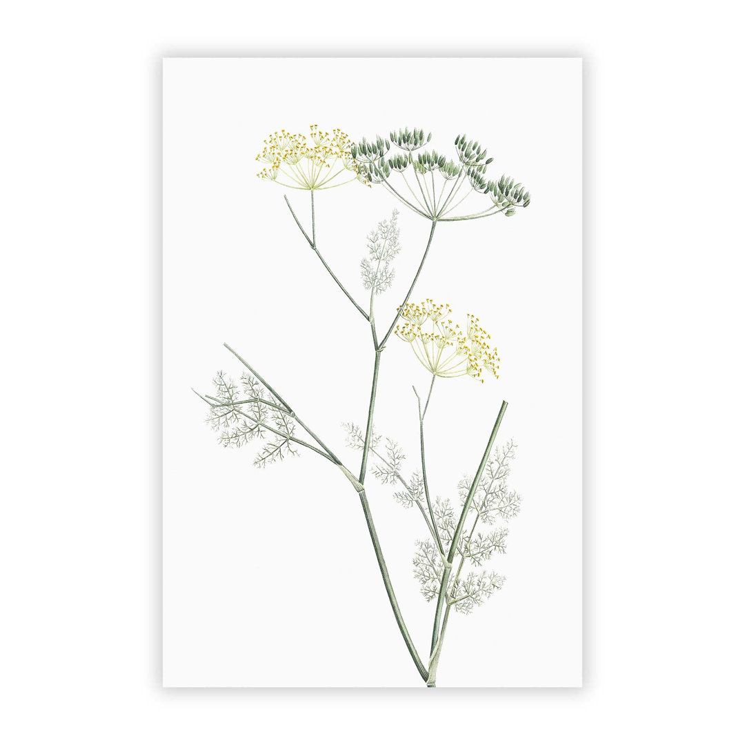 Blooming Fennel Flowers by Pierre Joseph Redoute - Frameless Print