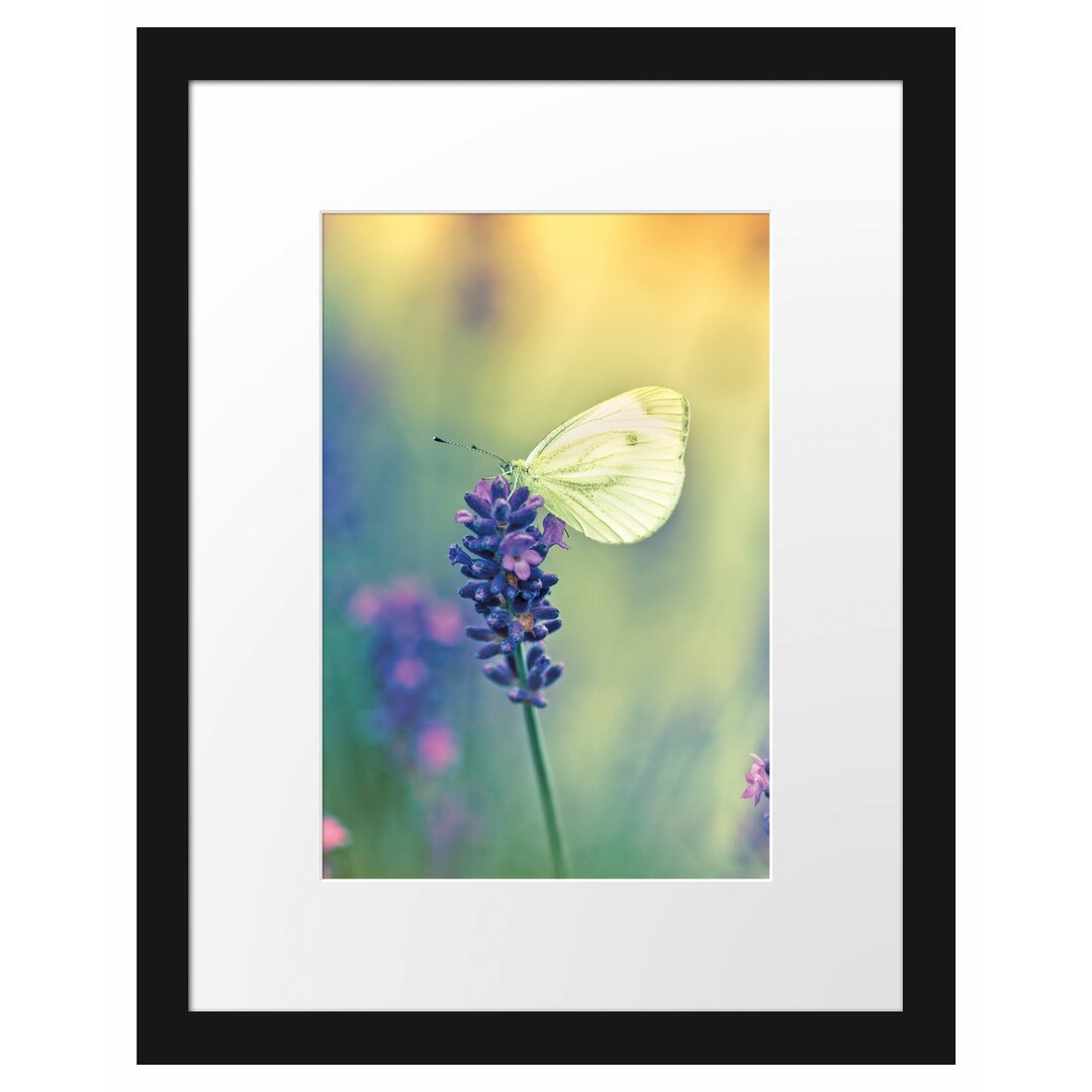 Gerahmtes Poster Schmetterling auf Lavendel