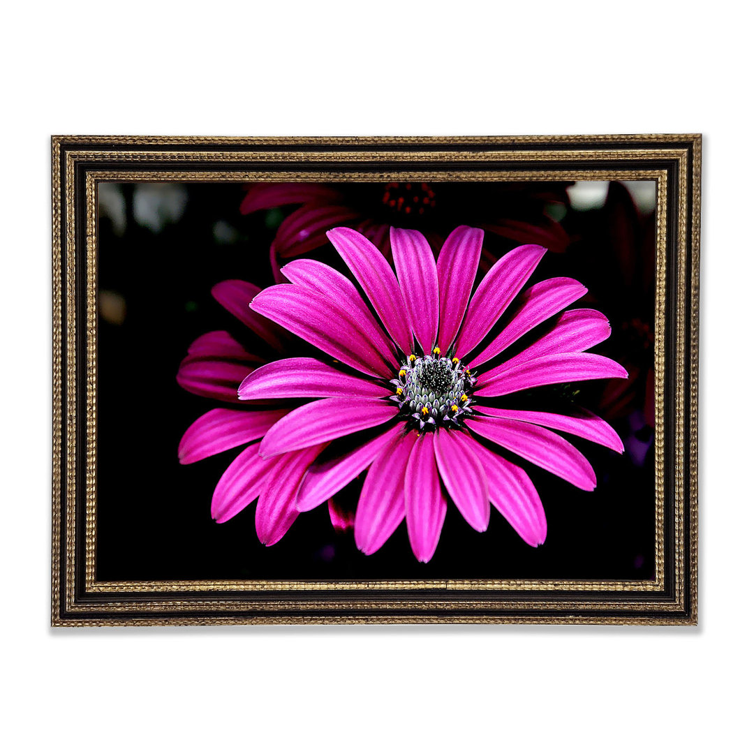 Cerise Daisy Petals - Druck