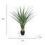 Plante Cobb 48 po