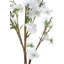 Branche de pommier