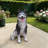 Lifelike Husky Dog Statue