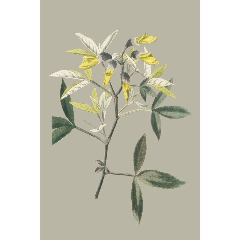 Botanical Cabinet VI, 46cm H x 30cm W x 3.8cm D