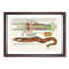 East Indies Fish & Lobster Illustrations XLV by Louis Renard - Picture Frame Painting Print-55547371-55547373