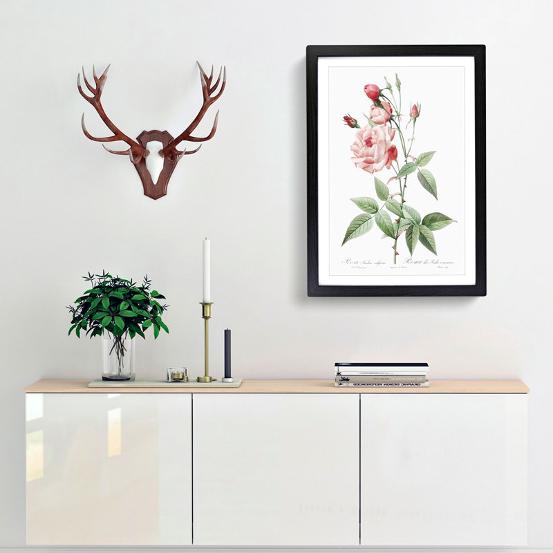 Pink Blush China Rose by Pierre-Joseph Redoute - Picture Frame Painting Print, Black Framed, 36cm H x 27cm W x 2cm D