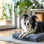Tapis pour chien 100% lavable pardon par Snoozer-20503583-20503580