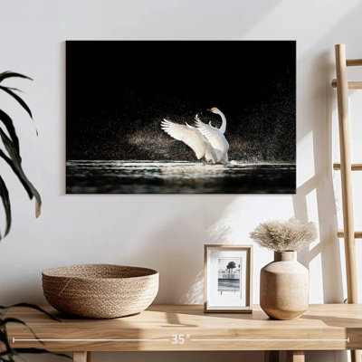 Cygne Brampt éclaboussant l'eau