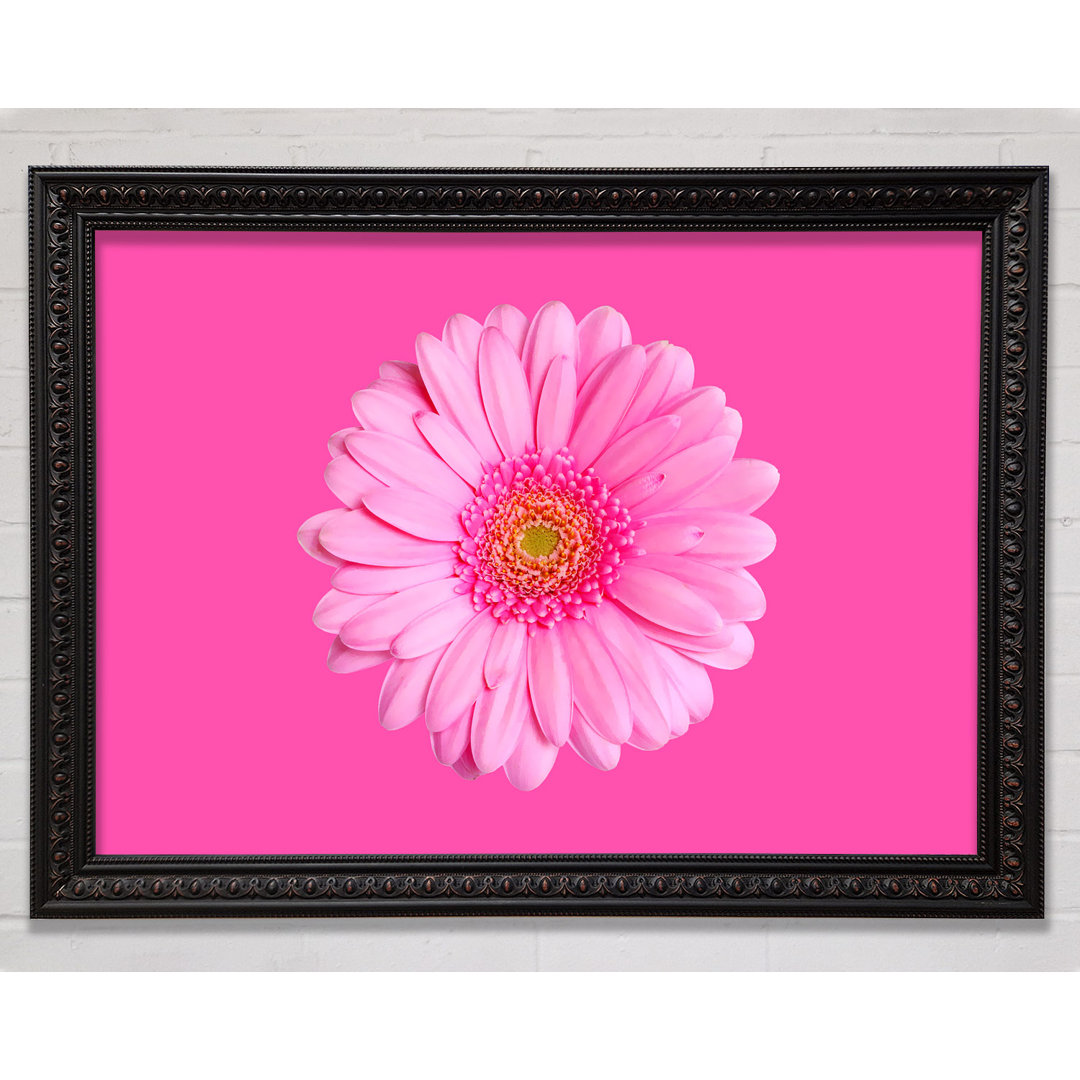 Baby Pink On Pink Gerbera - Einzelner Bilderrahmen Kunstdrucke