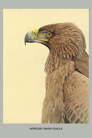 Aigle fauve africain-impression d’art graphique, H 36 po x l 24 po