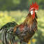 Statue de coq Azhan