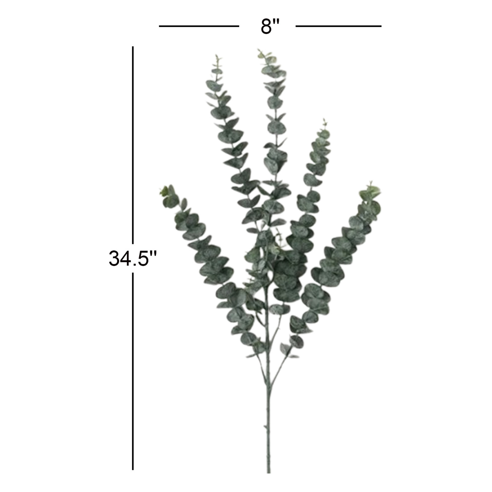 Towering Tall Eucalyptus Stems