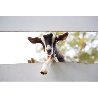 Goat Between Fences by Nikidavison
