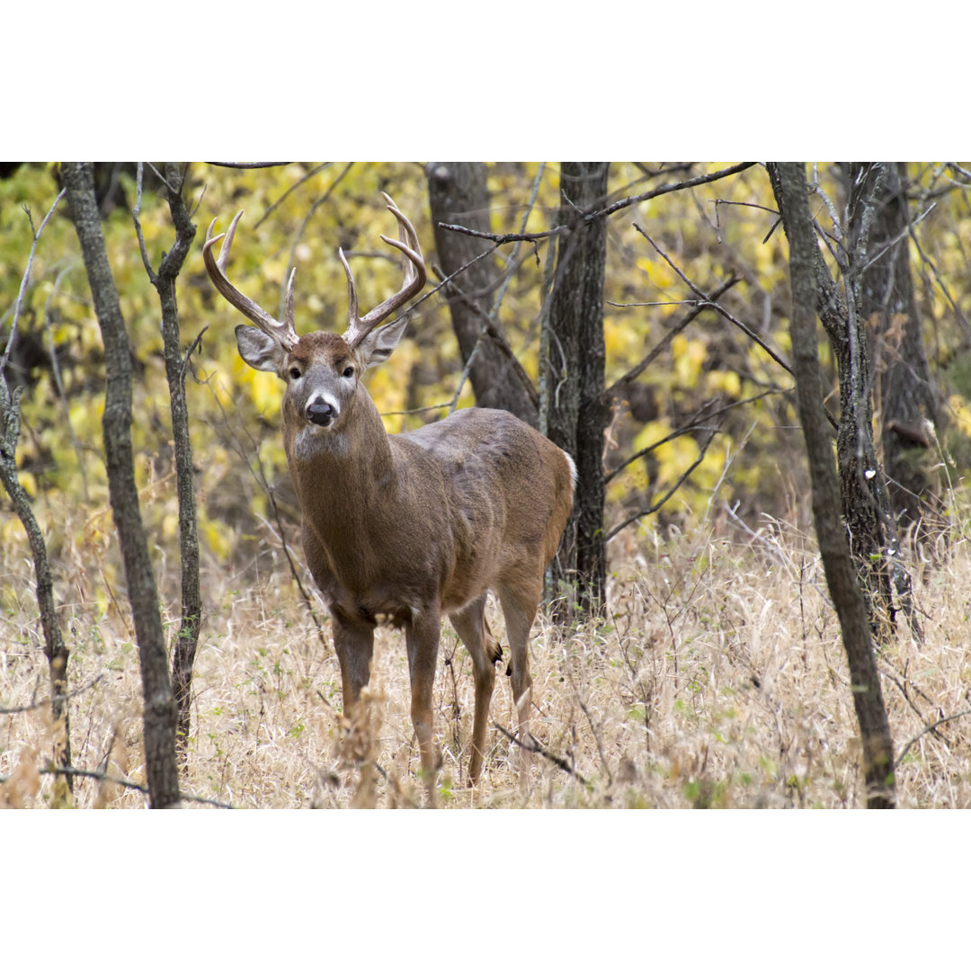 Deer von Ricardoreitmeyer - Kunstdrucke auf Leinwand ohne Rahmen