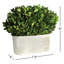 Thisbe 9'' Boxwood Topiary in Ceramic Pot